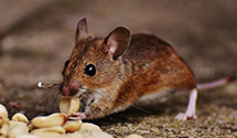24 Hour & Emergency Exterminators in N Parkersburg, WV